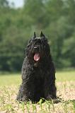 BOUVIER DES FLANDRES 525